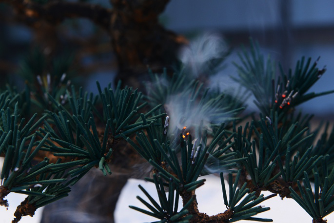 《線香の松》2017年